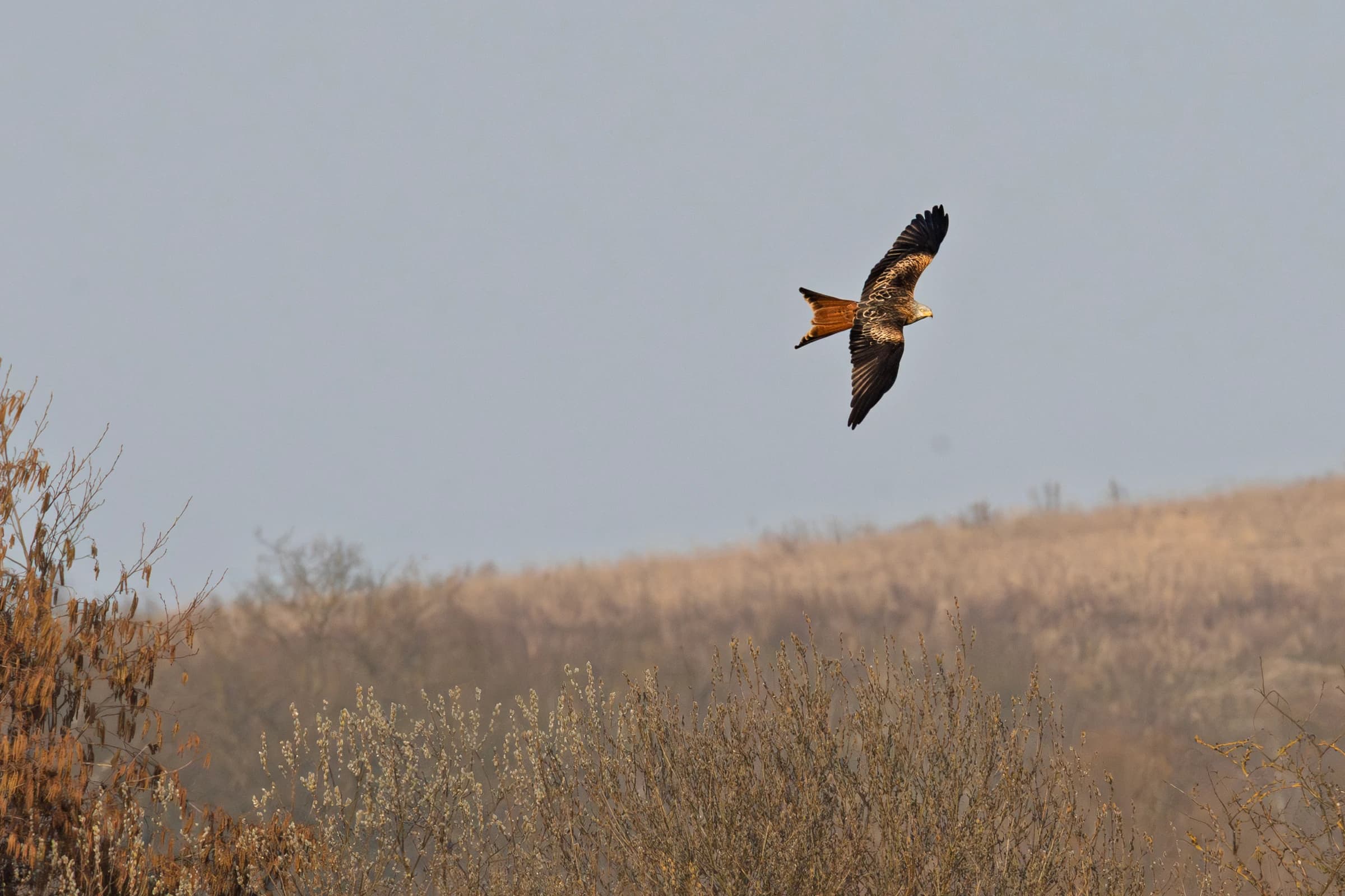 Vogel im Flug vor hellem Hintergrund