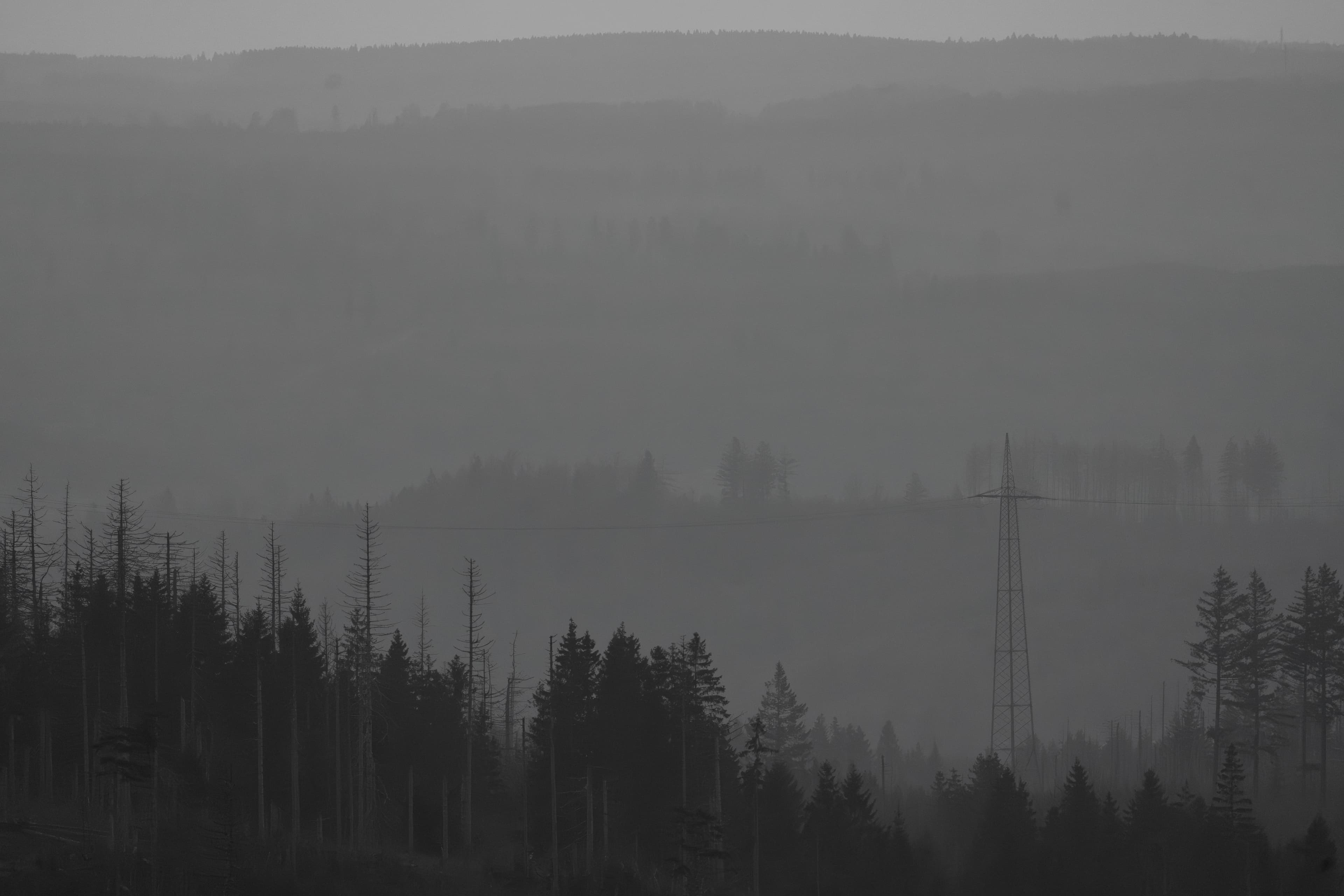 Nebeliger Wald als Hintergrund der Startseite