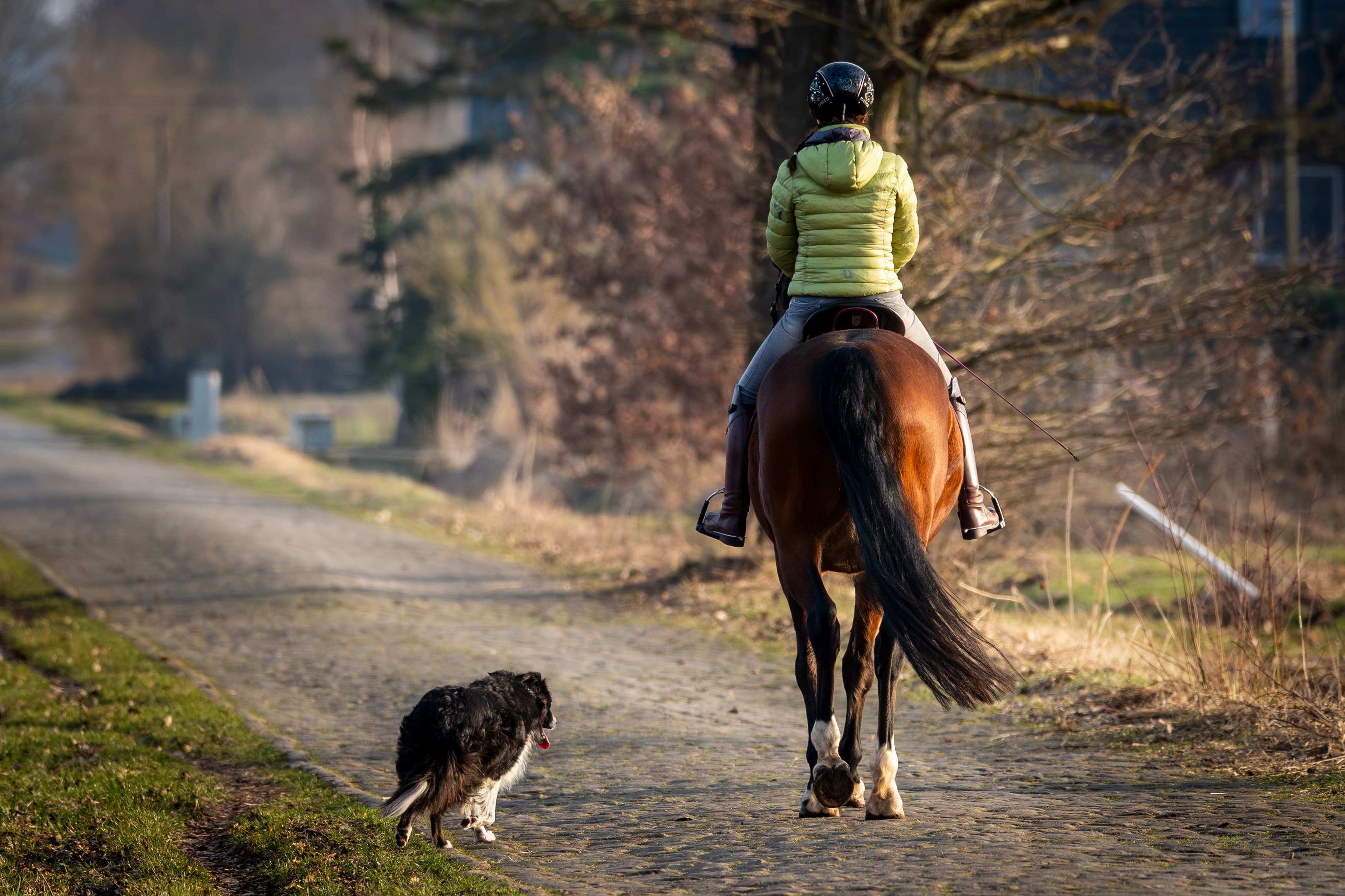 Reiterin mit Hund auf einem Weg