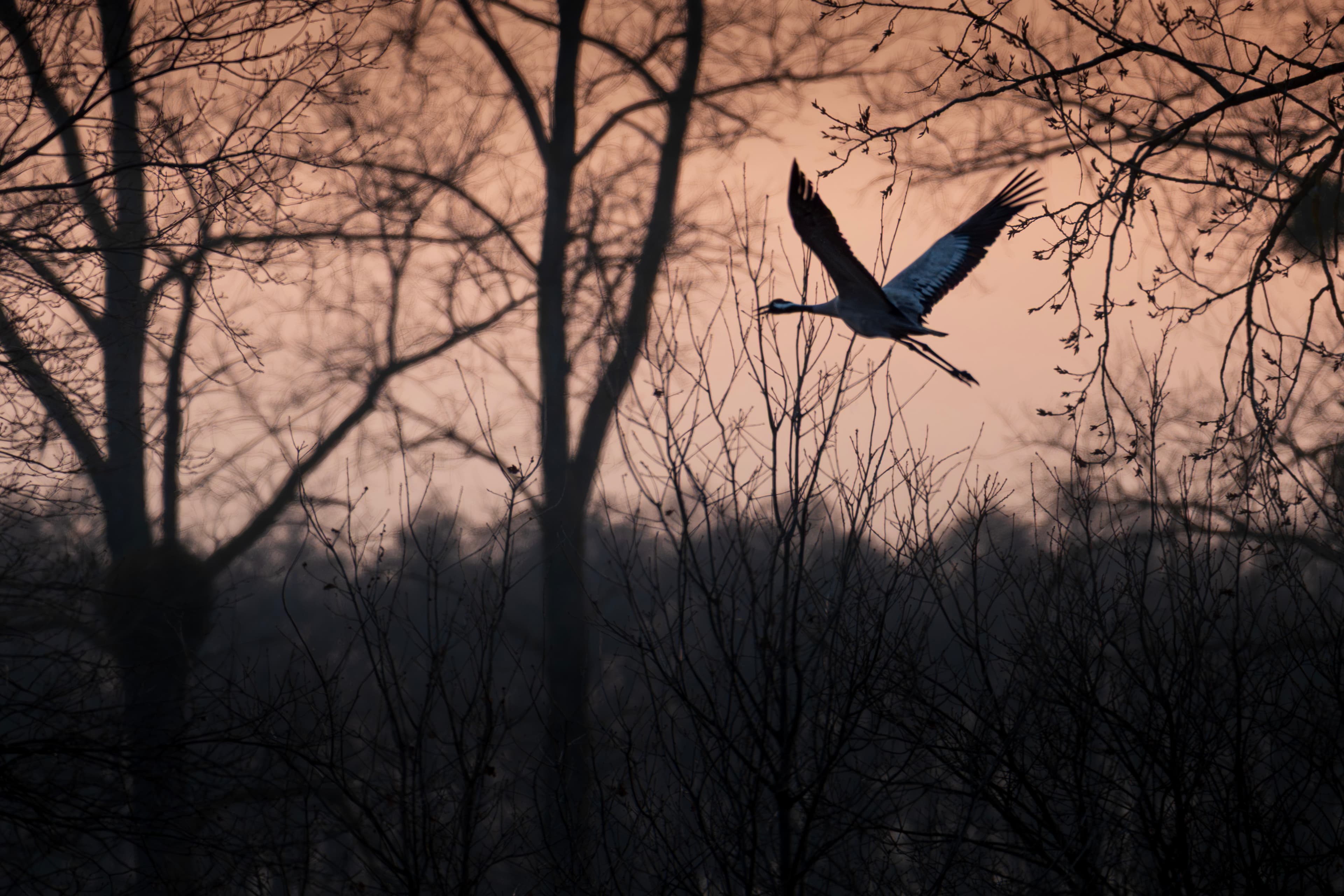 Vogel im Abendlicht
