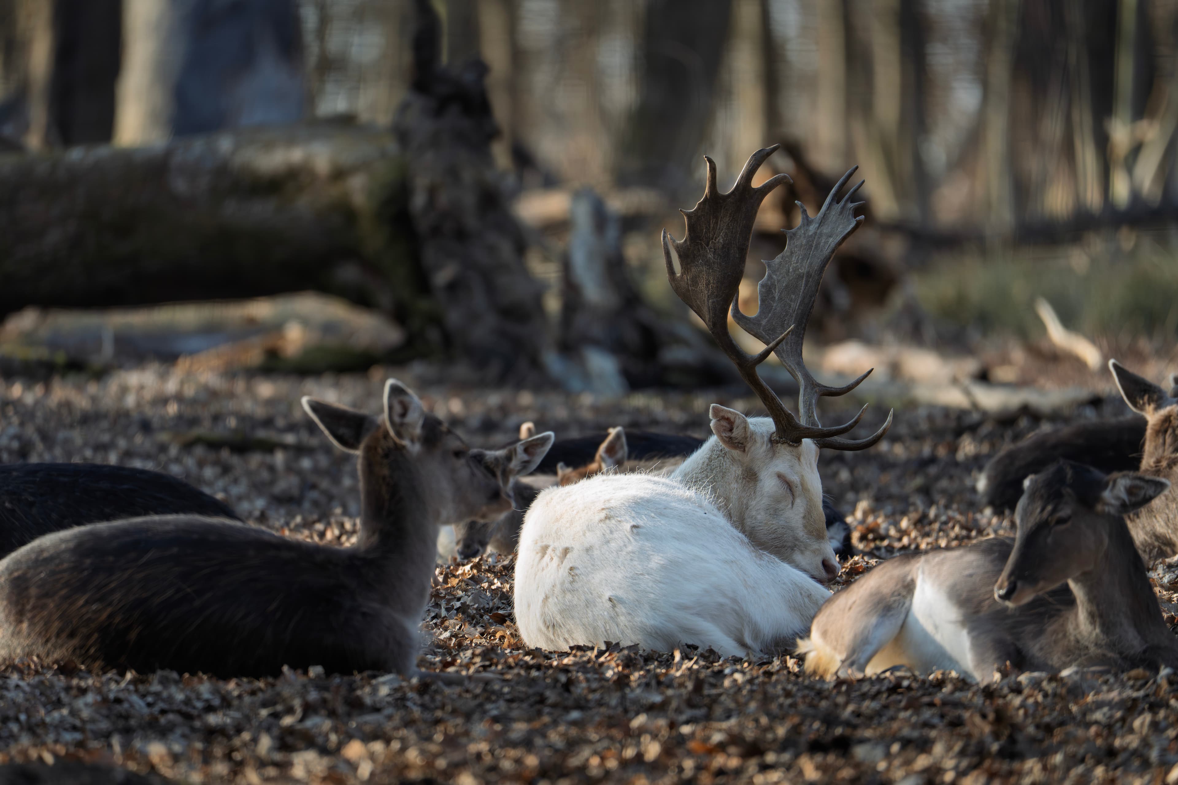 WeiÃƒÅ¸er Hirsch zwischen ruhenden Tieren im Wald