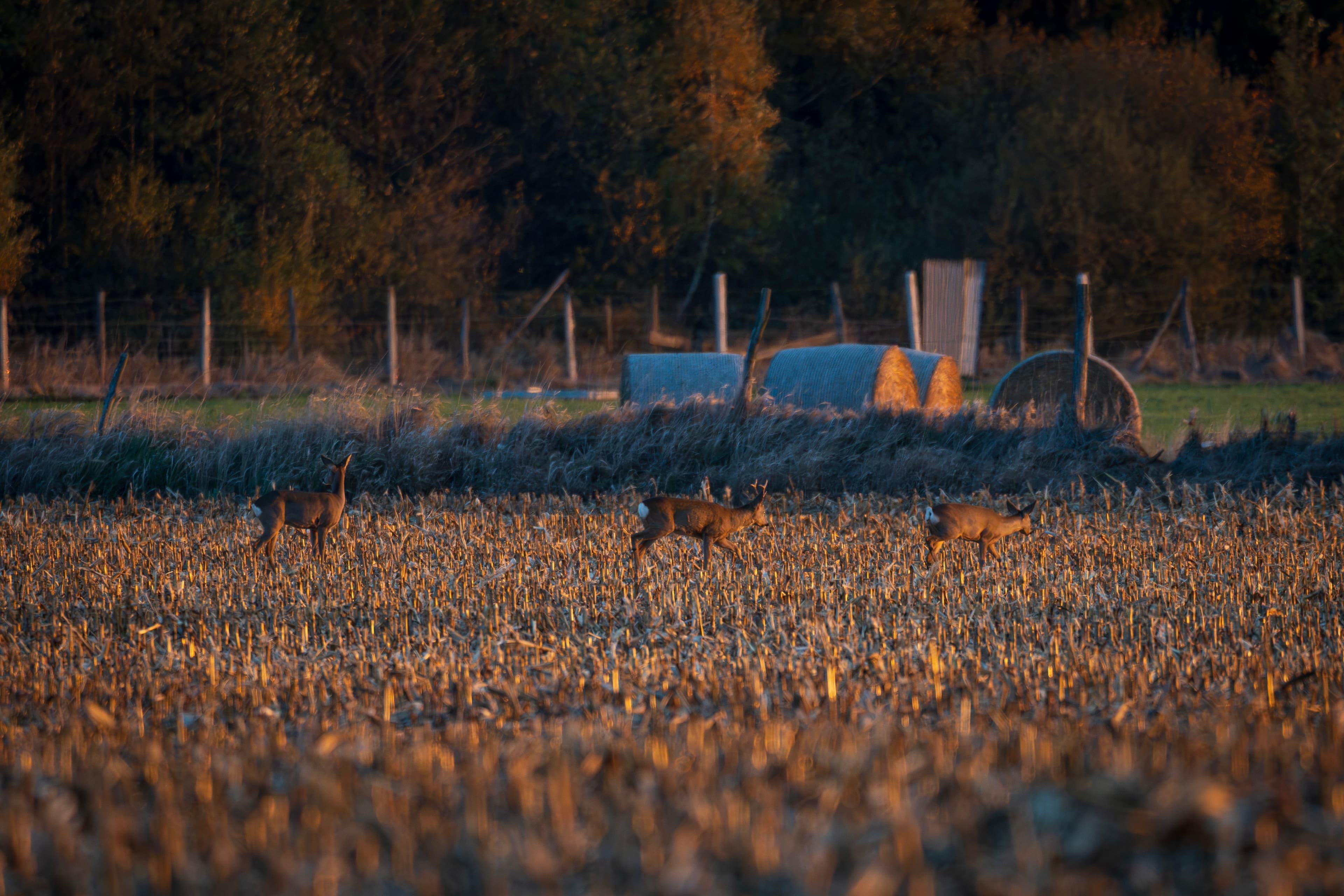 Rehe in einem Feld bei warmem Abendlicht